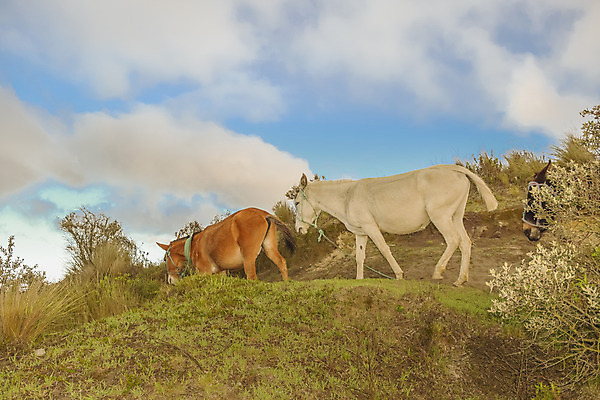 포토 JPG 해외이미지 구름 호수 여행 자연 하늘 산 풍경 사람없음 옆모습 미국 고도 화산 슛 장면 분화구 에콰도르 남쪽 석호 산악지대 해외202004 해외포토 자연요소 뷰포인트 북아메리카 남아메리카 방향 생태계 파일형식 이미지허브