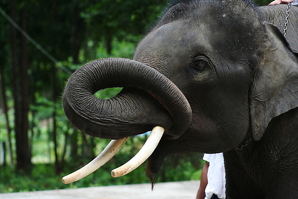 포토 JPG 해외이미지 문화 바다 섬 여행 불교 태국 하늘 휴가 코끼리 동양인 풍경 사람없음 여름 쪽지 블록 꿈 신혼여행 바위 용 도시 마사지 만 보트 스노클링 시장 황금 승려 폐허 그림 악어 천국 테라피 석호 메콩강 재규어 파라다이스 해외202004 해외포토 계절 아시아 종교 결혼 배_교통 포유류 파충류 인종 뷰티 돌_바위 수상스포츠 성직자 파일형식 이미지허브