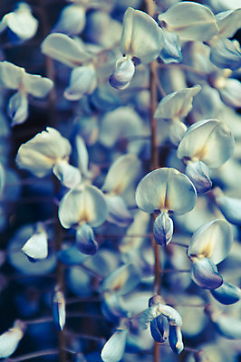 포토 JPG 해외이미지 나무 식물 계절 꽃잎 꽃 음식 백그라운드 잎 재료 자연 건강 요리 사람없음 야외 치료 초록색 약 노란색 검은색 봄 벚꽃 흰색 나뭇가지 신선 개화 차 약초 다발 약국 먹기 허브 향기 꿀 메뚜기 내추럴 아카시아 해외202004 해외포토 음료 컬러 곤충 의학 모션 풀_식물 생태계 냄새 파일형식 이미지허브