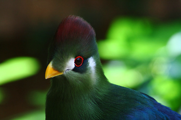 포토 JPG 해외이미지 날개 아프리카 조류 사람없음 컬러풀 깃털 해외202004 해외포토 동물 나라 컬러 파일형식 이미지허브