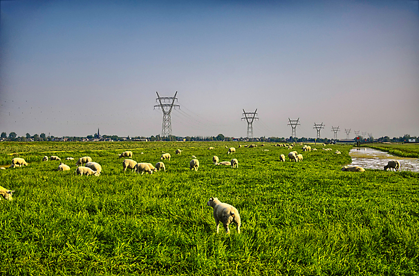포토 JPG 해외이미지 동물 구름 야생동물 백그라운드 밭 농업 자연 하늘 날씨 염소 산 풍경 사람없음 초록색 여름 파란색 햇빛 농장 농경지 노란색 쌓기 환경 가축 일몰 사막 가을 양 군중 저녁 숲 방목 언덕 네덜란드 양고기 산악지대 암스테르담 밭일 찰과상 해외202004 해외포토 자연요소 계절 유럽 산업 컬러 포유류 모션 육류 사람 태양 노을 축산업 상처 야간 생태계 파일형식 이미지허브
