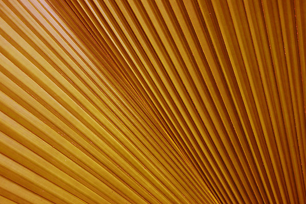 포토 JPG 해외이미지 모양 식물 줄기 백그라운드 잎 패턴 자연 표면 손바닥 사람없음 야외 세로 초록색 정원 줄무늬 나뭇가지 부채 황무지 보호 숲 묘사 질감 방사형 오해 해외202004 해외포토 나무 손 컬러 컨셉 무늬 생태계 파일형식 이미지허브