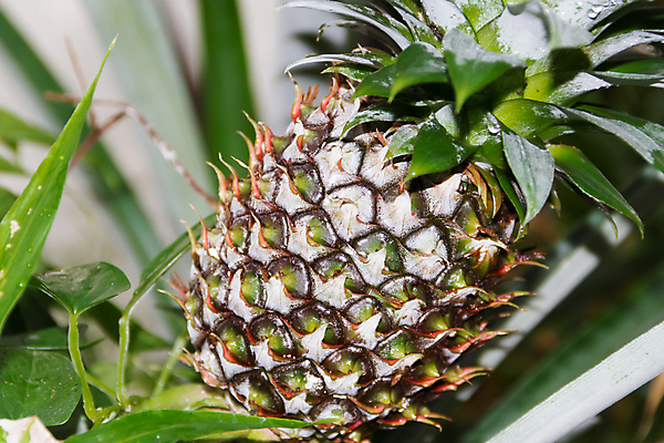 포토 JPG 해외이미지 식물 음식 밭 농업 채소 과일 태국 자연 건강 사람없음 초록색 여름 농장 정원 수확 성장 신선 닫기 달콤 파인애플 유기농 내추럴 이국적 해외202004 해외포토 웰빙 계절 산업 아시아 컬러 모션 맛 열대과일 생태계 파일형식 이미지허브