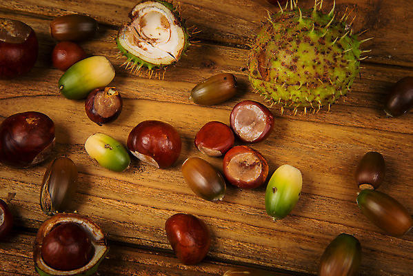 포토 JPG 해외이미지 나무 식물 디자인 계절 공원 백그라운드 단풍 잎 탁자 건조 씨앗 사람없음 목재 장식 초록색 컬러풀 갈색 노란색 정원 견과류 수확 가을 숲 9월 11월 오브젝트 질감 도토리 10월 구성 해외202004 해외포토 공공시설 컬러 가구 농업 재료 날짜 파일형식 이미지허브