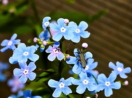 포토 JPG 해외이미지 식물 동물 계절 공원 꽃 야생동물 곤충 잎 꽃무늬 자연 사람없음 야외 장식 초록색 햇빛 평화 정원 맑음 검은색 봄 손상 벚꽃 신선 해충 작음 딱정벌레 묘사 생물학 내추럴 동물상 생태학 화창 해외202004 해외포토 공공시설 교육 컬러 컨셉 무늬 날씨 태양 조형물 벌레 크기 생태계 파일형식 이미지허브