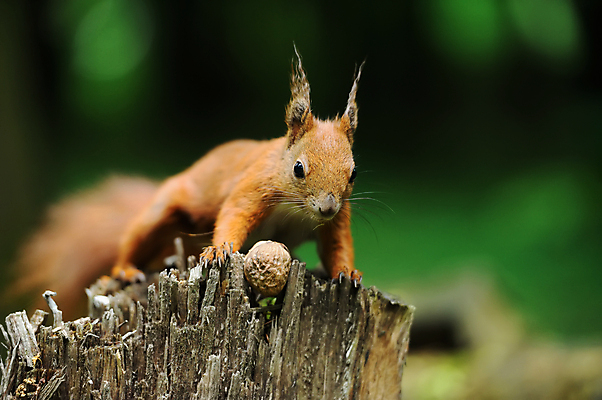 포토 JPG 해외이미지 나무 동물 1 응시 공원 야생동물 백그라운드 포유류 자연 벽지 생물 수염 털 사람없음 야외 목재 빨간색 초록색 여름 갈색 견과류 나뭇가지 소나무 닫기 설치류 숲 작음 모피 먹기 호기심 꼬리 다람쥐 솜털 서식지 내추럴 해외202004 해외포토 식물 시선 계절 공공시설 감정 컬러 컨셉 재료 모션 크기 생태계 파일형식 이미지허브