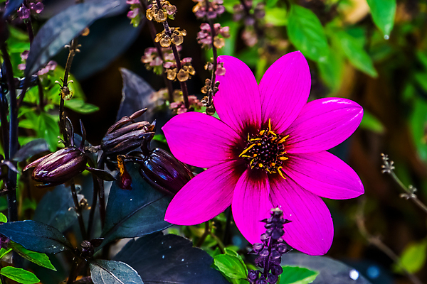 포토 JPG 해외이미지 식물 계절 꽃잎 꽃 분홍색 백그라운드 꽃무늬 자연 국화 종류 사람없음 컬러풀 정원 보라색 검은색 봄 활발 벚꽃 개화 그늘 달리아 원예 강렬 인기 세련 해외202004 해외포토 컬러 컨셉 무늬 취미 생태계 파일형식 이미지허브