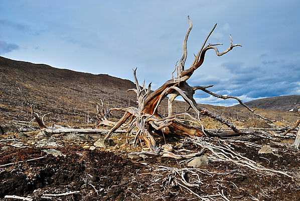 포토 JPG 해외이미지 나무 식물 구름 자연 산 건조 풍경 사람없음 목재 환경 죽음 숲 언덕 부식 뿌리 생태학 옛날 해외202004 해외포토 자연요소 교육 재료 생태계 파일형식 이미지허브