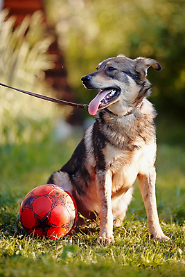 포토 JPG 해외이미지 동물 척추동물 행복 새끼 포유류 털 사람없음 여름 반려동물 우정 개 강아지 모피 테리어 호기심 사냥개 솜털 송곳니 기르기 신앙심 유래 천진난만 해외202004 해외포토 계절 감정 컨셉 친구 치아 돌봄 파일형식 이미지허브