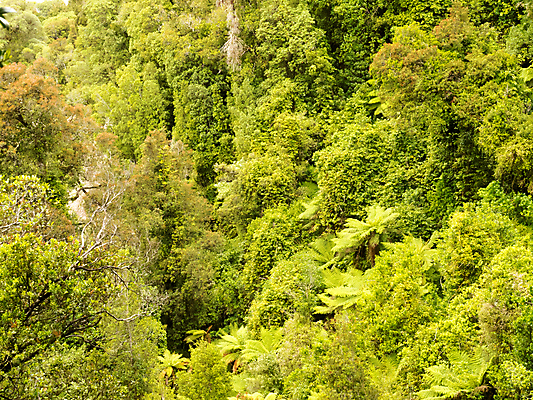 포토 JPG 해외이미지 나무 식물 백그라운드 잎 자연 사람없음 초록색 환경 성장 덮개 황무지 숲 열대우림 생태계 뉴질랜드 머리위 멀리 서식지 생태학 아열대 양치류 후보 그리너리 해외202004 해외포토 교육 컬러 뚜껑 오세아니아 파일형식 트랜드컬러 이미지허브