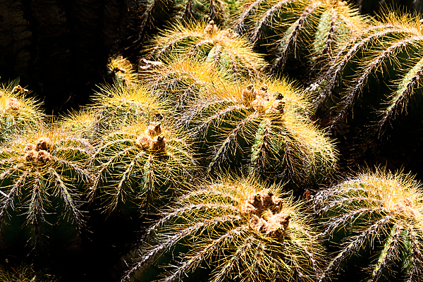포토 JPG 해외이미지 식물 꽃 줄기 선인장 사람없음 지구본 정원 원형 가시 척추 날카로움 스파이크 해외202004 해외포토 도형 뼈 파일형식 이미지허브