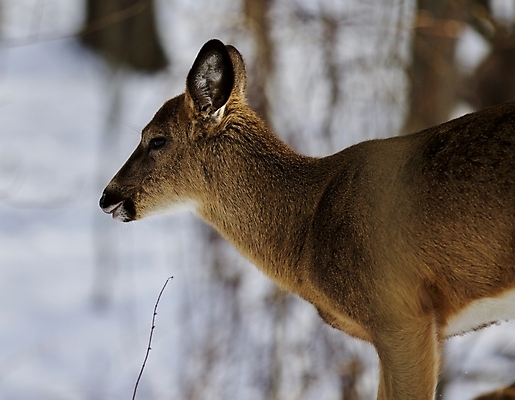 포토 JPG 해외이미지 나무 응시 야생동물 백그라운드 캐나다 겨울 사슴 털 사람없음 갈색 검은색 놀람 회색 흰색 숲 그림 엽서 귀 고립 흥미 해외202004 해외포토 식물 동물 시선 계절 감정 컬러 컨셉 북아메리카 포유류 표정 신체부위 편지 파일형식 이미지허브