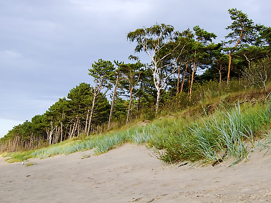 포토 JPG 해외이미지 모래 파도 바다 경사 잔디 사람없음 물 숲 해외202004 해외포토 자연요소 식물 파일형식 이미지허브