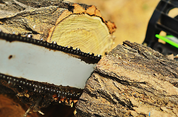 포토 JPG 해외이미지 나무 직업 손 산업 포즈 자연 노동자 수염 사람 성인 사람없음 야외 목재 빛 갈색 힘 기계 일몰 장비 공구 소나무 업무 칼날 숲 헬멧 장작 자르기 통나무 먼지 도끼 잡동사니 벌목 솜씨 수목 재주꾼 전기톱 톱밥 해외202004 해외포토 식물 컬러 재료 모션 신체부위 노을 도구 작업 보호장비 가루 생태계 톱 파일형식 이미지허브