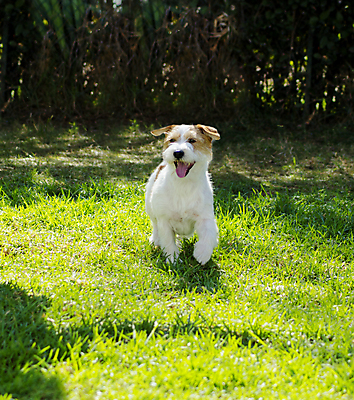 포토 JPG 해외이미지 동물 응시 공원 행복 컨셉 장난 부분 포유류 건강 서기 미소 잔디 사람없음 야외 반려동물 갈색 걷기 가축 활발 미니어처 에너지 코트 흰색 표현 거친 개 강아지 선탠 테리어 혀 사냥 여우 잭 송곳니 경보 기르기 유래 충실 해외202004 해외포토 식물 시선 공공시설 감정 컬러 모션 표정 모형 외투 입 치아 돌봄 파일형식 이미지허브