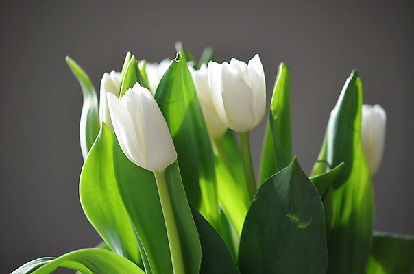 포토 JPG 해외이미지 꽃 사람없음 봄 해외202004 해외포토 식물 계절 파일형식 이미지허브