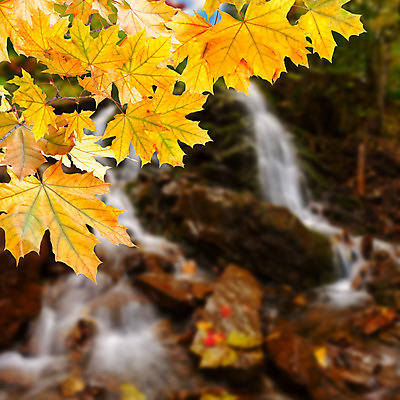 포토 JPG 해외이미지 나무 백그라운드 단풍 잎 자연 사람없음 야외 보라색 가을 나뭇가지 9월 11월 10월 해외202004 해외포토 식물 계절 컬러 날짜 생태계 파일형식 이미지허브