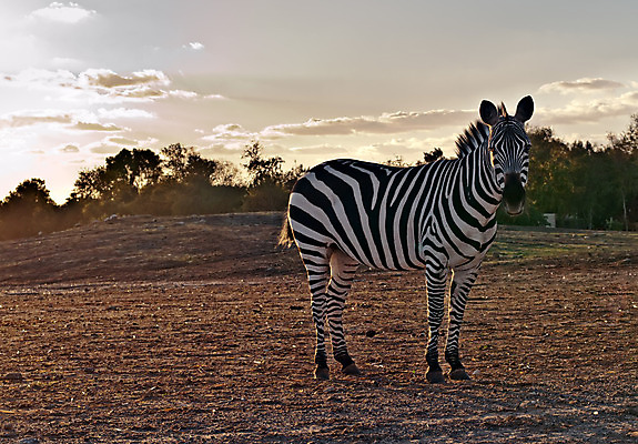 포토 JPG 해외이미지 동물 응시 야생동물 백그라운드 패턴 포유류 아프리카 자연 생물 동물원 서기 사람없음 검은색 줄무늬 흰색 사파리 흰배경 얼룩말 해외202004 해외포토 시선 나라 컬러 무늬 모션 말_동물 생태계 파일형식 이미지허브