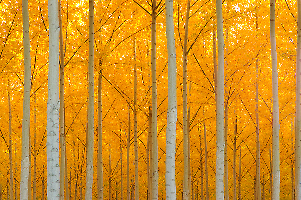 포토 JPG 해외이미지 주간 나무 식물 길 잎 농업 자국 자연 건조 파노라마 풍경 사람없음 야외 빛 펼침 성장 가을 변화 생물학 나무껍질 내추럴 땅바닥 줄서기 해외202004 해외포토 자연요소 계절 교육 산업 컨셉 모션 바닥 촬영기법 껍질 생태계 파일형식 이미지허브