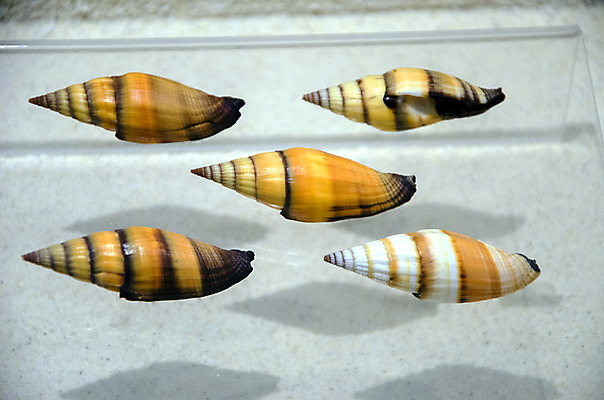 포토 JPG 해외이미지 동물 전통 디자인 옷 별 음식 모래 파도 바다 백그라운드 컨셉 패턴 바지 자연 표면 휴가 조개 불가사리 파노라마 종류 미술 사람없음 야외 장식 물 여름 파란색 청춘 컬러풀 유행 환경 어둠 여러개 껍질 흰색 직물 도시 면 혼합 남색 수집 묘사 질감 땀 캔버스 가리비 섬유 내추럴 그런지 옛날 스타일 많음 해외202004 해외포토 자연요소 계절 컬러 다수 무늬 하의 문화예술 어패류 극피동물 촬영기법 생태계 파일형식 이미지허브