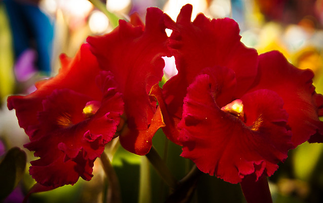 포토 JPG 해외이미지 식물 계절 꽃잎 꽃 꽃다발 백그라운드 꽃무늬 자연 선물 사람없음 장식 초록색 여름 머리 정원 스파 화목 봄 활발 개화 난초 고급 우아함 맛 냄새 아로마 향 단아함 해외202004 해외포토 컬러 컨셉 무늬 신체부위 생태계 파일형식 이미지허브