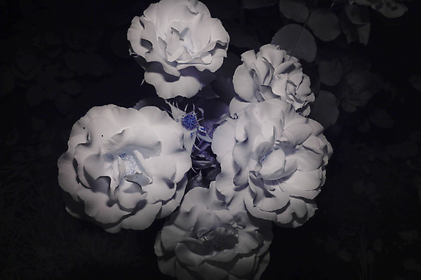 포토 JPG 해외이미지 식물 꽃 스웨덴 사람없음 장미 영원 자외선 해외202004 해외포토 북유럽 파일형식 이미지허브