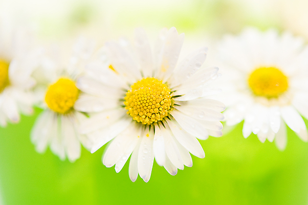 포토 JPG 해외이미지 꽃 백그라운드 자연 사람없음 초록색 여름 노란색 봄 성장 흰색 신선 데이지 해외202004 해외포토 식물 계절 컬러 생태계 파일형식 이미지허브