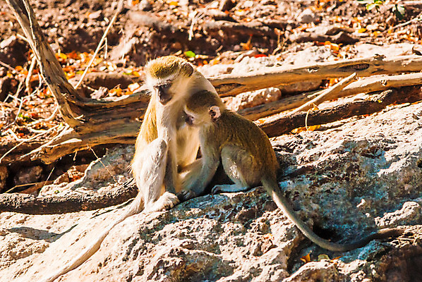 포토 JPG 해외이미지 나무 동물 응시 공원 얼굴 야생동물 여행 포유류 아프리카 자연 생물 털 종류 앉기 사람없음 야외 갈색 환경 검은색 회색 게임 흰색 나뭇가지 원숭이 보호 숲 작음 모피 사파리 케냐 유인원 남쪽 내추럴 보츠와나 사바나 세렝게티 전국 탄자니아 해외202004 해외포토 식물 시선 공공시설 나라 컬러 컨셉 모션 놀이 신체부위 크기 방향 생태계 파일형식 이미지허브