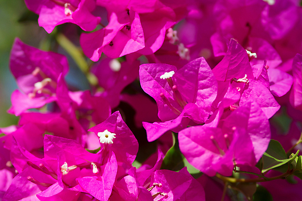 포토 JPG 해외이미지 식물 계절 꽃 문화 분홍색 백그라운드 잎 자연 하늘 기술 사람없음 야외 장식 빨간색 세로 초록색 파란색 햇빛 정원 보라색 침묵 봄 활발 벚꽃 신선 지중해 그리스 화산 포도나무 그리스인 미코노스섬 웅장함 해외202004 해외포토 서양인 유럽 바다 컬러 섬 컨셉 산 태양 소리 과일나무 생태계 파일형식 이미지허브