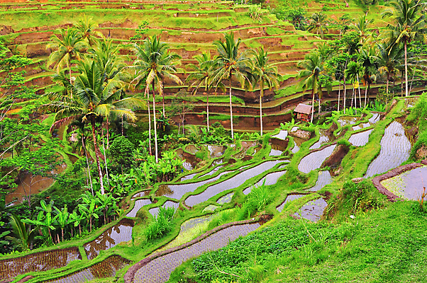 포토 JPG 해외이미지 아시아 음식 여행 밭 농업 채소 밥 풍경 사람없음 초록색 물 농작물 농장 수확 업무 재산 농부 발리 인도네시아 동물상 밭일 해외202004 해외포토 자연요소 직업 나라 산업 컬러 섬 금융 조형물 작업 파일형식 이미지허브