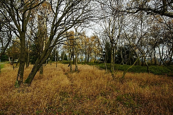 포토 JPG 해외이미지 나무 계절 공원 여행 백그라운드 잎 오렌지 자연 하늘 산 파노라마 풍경 사람없음 야외 목재 빨간색 초록색 컬러풀 노란색 계곡 가을 바위 숲 언덕 내추럴 전국 해외202004 해외포토 식물 공공시설 컬러 과일 재료 촬영기법 돌_바위 생태계 파일형식 이미지허브
