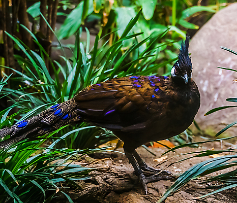 포토 JPG 해외이미지 동물 남자 조류 주택 종류 사람없음 장식 파란색 반려동물 컬러풀 갈색 회색 점 공작 깃털 새장 갈기 멸종 꿩 리빙 땅바닥 보유 이국적 해외202004 해외포토 컬러 바닥 사람 건물 케이지 파일형식 이미지허브