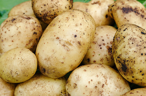 포토 JPG 해외이미지 식물 음식 밭 채소 자연 감자 건강 사람없음 초록색 여름 농작물 농장 정원 흙 수확 성장 가을 신선 맛 상추 땅 먹기 유기농 원예 날것 밭일 숙성 원예사 채식주의자 해외202004 해외포토 직업 웰빙 계절 컬러 컨셉 농업 모션 취미 생태계 채식 파일형식 이미지허브