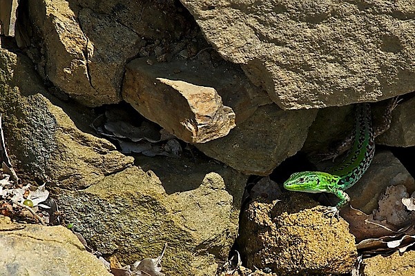 포토 JPG 해외이미지 동물 잎 사람없음 초록색 죽음 도마뱀 해외202004 해외포토 식물 컬러 파충류 파일형식 이미지허브