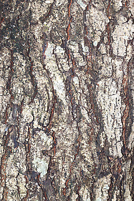 포토 JPG 해외이미지 나무 식물 디자인 공원 선 벽 백그라운드 패턴 자연 표면 날씨 추상 건조 사람없음 목재 세로 갈색 환경 회색 시간 거친 균열 보호 숲 낟알 피부 묘사 부식 질감 나무껍질 잡동사니 내추럴 외양간 그런지 수목 썩음 옛날 울퉁불퉁 노화 해외202004 해외포토 공공시설 컬러 컨셉 무늬 재료 모션 신체부위 껍질 생태계 파일형식 이미지허브