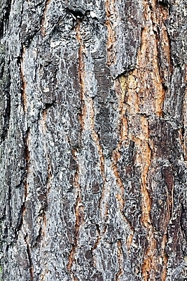 포토 JPG 해외이미지 나무 디자인 벽지 표면 날씨 건조 사람없음 야외 목재 갈색 껍질 시골 소나무 판넬 거친 보호 피부 묘사 부식 질감 목공예 나무껍질 내추럴 그런지 수목 옛날 울퉁불퉁 노화 디테일 해외202004 해외포토 식물 컬러 컨셉 재료 신체부위 공예 파일형식 이미지허브