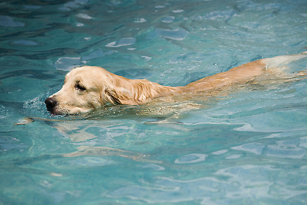 포토 JPG 해외이미지 동물 얼굴 사람없음 야외 운동 머리 수영 표현 황금 개 리트리버 어깨 송곳니 기르기 표현성 해외202004 해외포토 포유류 건강 신체부위 수상스포츠 치아 돌봄 파일형식 이미지허브