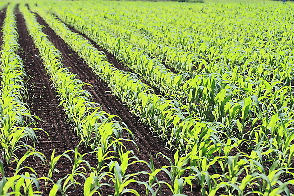 포토 JPG 해외이미지 식물 라이프스타일 백그라운드 패턴 밭 자연 풍경 사람없음 야외 초록색 우주 성장 신선 땅 질감 땅바닥 그리너리 해외202004 해외포토 컬러 무늬 농업 바닥 생활 생태계 파일형식 트랜드컬러 이미지허브