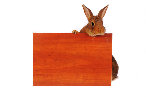 포토 JPG 해외이미지 동물 행복 백그라운드 장난 텍스트 부활절 수염 털 사람없음 반려동물 갈색 봄 흰색 토끼 발표 달콤 모피 메뉴 귀 부드러움 솜털 고립 해외202004 해외포토 계절 기념일 감정 컬러 포유류 신체부위 감각 맛 파일형식 이미지허브