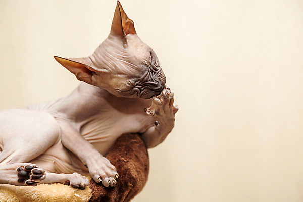 포토 JPG 해외이미지 한마리 실내 사람없음 반려동물 눕기 귀여움 눈감음 고양이 핥기 베이지색배경 스핑크스고양이 반려묘 해외202004 해외포토 동물 1 백그라운드 컨셉 포유류 모션 내부 베이지색 파일형식 이미지허브