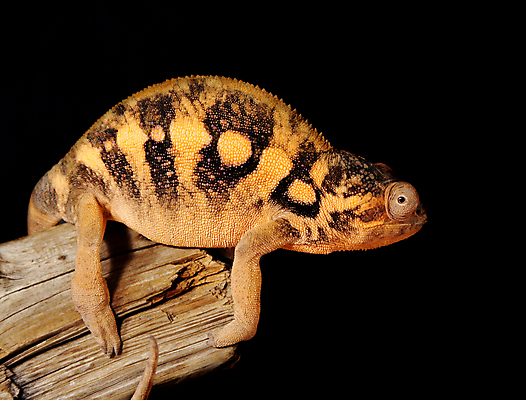 포토 JPG 해외이미지 동물 사람없음 반려동물 컬러풀 나뭇가지 도마뱀 마다가스카르 이국적 카멜레온 해외202004 해외포토 나무 컬러 파충류 파일형식 이미지허브