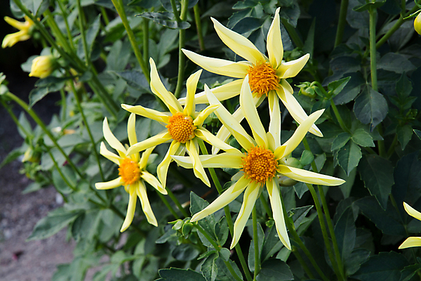 포토 JPG 해외이미지 식물 꽃잎 꽃 백그라운드 잎 자연 추상 사람없음 야외 초록색 컬러풀 노란색 정원 수확 성장 벚꽃 가을 8 달리아 유기농 원예 내추럴 많음 해외202004 해외포토 웰빙 계절 컬러 컨셉 무늬 농업 취미 숫자 생태계 파일형식 이미지허브