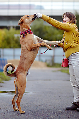 포토 JPG 해외이미지 동물 척추동물 행복 새끼 포유류 자연 털 한명 경비 반려동물 갈색 우정 에너지 개 강아지 모피 테리어 호기심 사냥개 솜털 송곳니 기르기 신앙심 유래 천진난만 해외202004 해외포토 1 감정 컬러 컨셉 안전 사람 친구 치아 보호 생태계 돌봄 파일형식 이미지허브