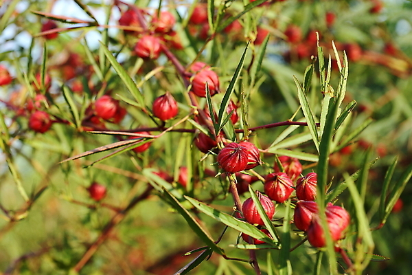 포토 JPG 해외이미지 식물 꽃 분홍색 백그라운드 잎 농업 채소 과일 자연 건조 건강 이집트 사람없음 빨간색 초록색 농장 장미 쌓기 흰색 신선 차 달콤 맛 허브 상쾌 유기농 자메이카 전국 타르트 투입 히비스커스 해외202004 해외포토 웰빙 감정 산업 음료 빵 컬러 컨셉 북아메리카 모션 아프리카 생태계 파이_빵 파일형식 이미지허브