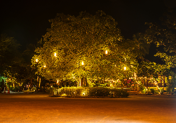 포토 JPG 해외이미지 나무 공원 백그라운드 크리스마스 태국 자연 휴가 전등 손바닥 풍경 사람없음 야외 빛 노란색 정원 어둠 가을 등불 도시 야간 타운 남쪽 옛날 해외202004 해외포토 자연요소 식물 손 계절 공공시설 기념일 아시아 컬러 조명 방향 생태계 파일형식 이미지허브