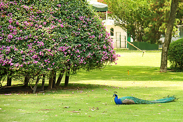 포토 JPG 해외이미지 동물 남자 야생동물 패턴 신체 자연 조류 사람없음 초록색 파란색 컬러풀 노란색 머리 활발 우아함 공작 깃털 묘사 질감 꼬리 내추럴 해외202004 해외포토 컬러 컨셉 무늬 사람 신체부위 생태계 파일형식 이미지허브