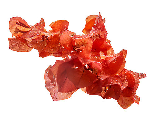 포토 JPG 해외이미지 식물 꽃잎 꽃 아시아 분홍색 섬 여행 꽃무늬 오렌지 자연 열대 사랑 동양인 사람없음 야외 빨간색 컬러풀 평화 스파 벚꽃 물방울 개화 산호 닫기 12월 빗방울 열정 동쪽 내추럴 꽃수술 스리랑카 이국적 해외202004 해외포토 감정 나라 컬러 컨셉 무늬 과일 모션 인종 비_날씨 날짜 자포동물 방향 생태계 파일형식 이미지허브