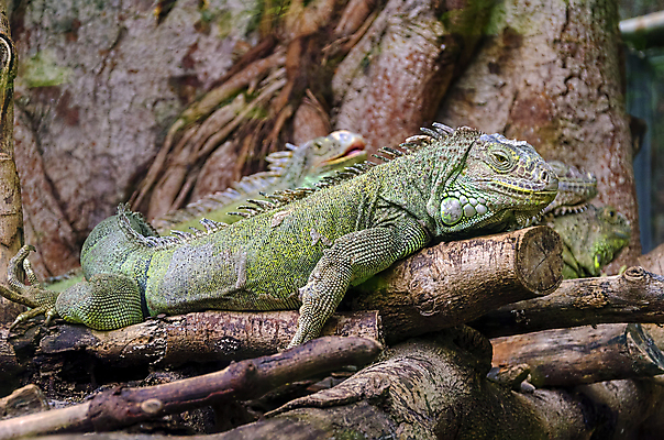 포토 JPG 해외이미지 나무 동물 척추동물 전통 디자인 응시 옷 야생동물 포즈 백그라운드 패턴 신체 바지 파충류 자연 표면 생물 사람없음 야외 장식 초록색 파란색 반려동물 청춘 컬러풀 갈색 머리 유행 환경 정원 어둠 나뭇가지 용 직물 도시 면 닫기 남색 피부 묘사 싱글 질감 땀 도마뱀 캔버스 육식동물 이구아나 섬유 스파이크 공화국 그런지 옛날 스타일 해외202004 해외포토 식물 시선 나라 컬러 컨셉 무늬 모션 하의 신체부위 생태계 파일형식 이미지허브