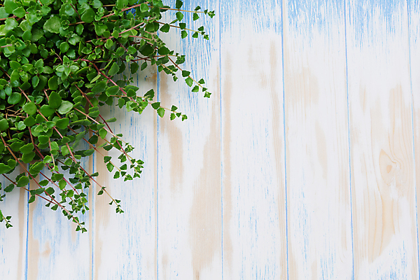 포토 JPG 해외이미지 나무 식물 1 디자인 꽃 화분 화초 백그라운드 잎 자연 주택 실내 사람없음 야외 내부 목재 장식 초록색 여름 정원 검은색 봄 성장 나뭇가지 신선 화려 냄비 큼 관목 오브젝트 무화과 내추럴 심기 해외202004 해외포토 계절 컬러 컨셉 과일 재료 모션 건물 솥 크기 생태계 파일형식 이미지허브