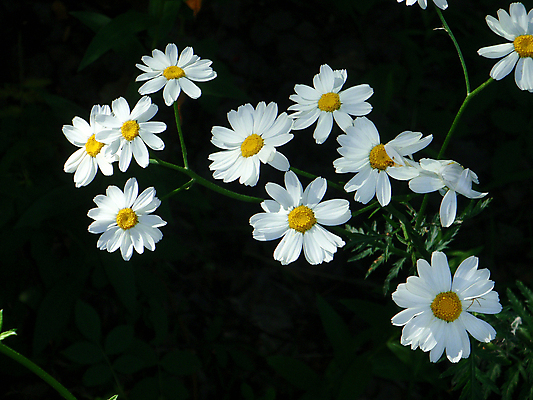 포토 JPG 해외이미지 꽃 자연 사람없음 목재 초록색 캐모마일 해외202004 해외포토 나무 식물 컬러 재료 허브 생태계 파일형식 이미지허브